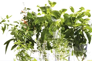 Studio Botany Photos Stampe: Various kitchen herbs