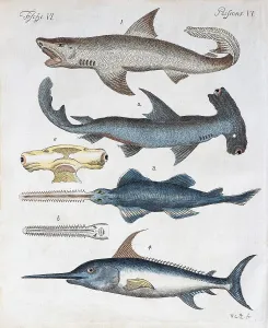 Hand Coloured Copper Engraving Stampe: Various predatory fish, hand coloured copper engraving from Friedrich Justin Bertuch picture book for children