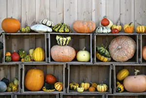 Decorative Pumpkins Stampe: Various pumpkins exhibited in boxes