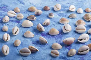 Flat Lay Design Stampe: Various seashells pattern on a blue concrete background