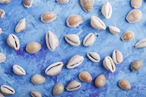 Blue Concrete Background Stampe: Various seashells pattern on a blue concrete background