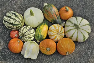 Vegetarian Grocery List Stampe: Various squashes on a slab