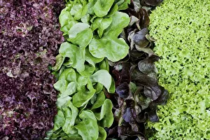Leafy Vegetable Images Stampe: Various types of lettuce