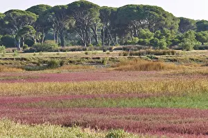 Peloponnese Landscape Stampe: Vast landscape with an array of trees and multi-coloured vegetation