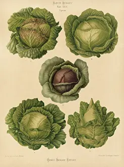 White Cabbage Stampe: Vegetable, cabbage, white cabbage