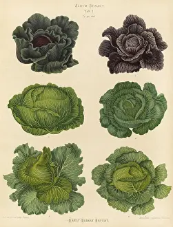 Digitally Restored Image Stampe: Vegetable, cabbage, white cabbage