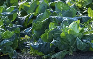 Vegetable Field Stampe: Vegetable field with pointed cabbage
