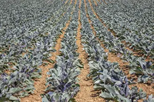 Red Cabbage Field Stampe: Vegetable field with red cabbage