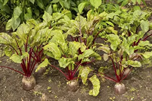 Immagini datate 7 agosto 2024: Beetroot print
