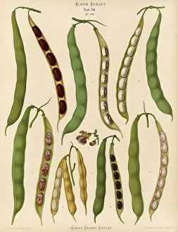 Garden Produce Stampe: Vegetables, beans, dwarf beans