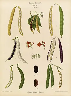 Historical Food Photography Stampe: Vegetables, beans, runner beans