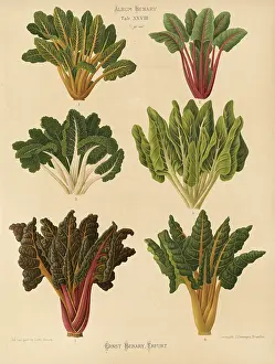 Historical Food Photography Stampe: Vegetables, beetroot and chard