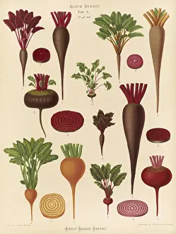 Historical Vegetables Stampe: Vegetables, beetroot and turnips