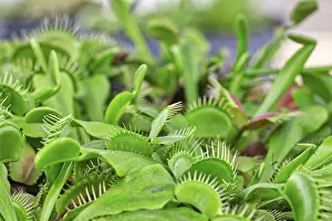 Flowering Plants Germany Stampe: Venus flytrap (Dionaea muscipula)