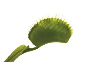 Insectivorous Plant Life Stampe: Venus Flytrap (Dionaea muscipula)