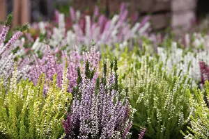 Springtime Floral Arrangements Stampe: A vibrant array of heather plants