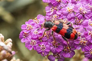 Colorful Insect Images Stampe: A vibrant checkered beetle rests on a cluster of tiny