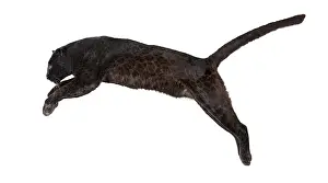 Black Leopard Stampe: Side view of a black leopard leaping