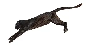 Black Leopard Stampe: Side view of a black leopard leaping