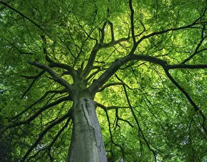 Uninhabited Forest Scenery Stampe: View into the canopy of a leafy deciduous tree