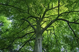 Uninhabited Nature Scenery Stampe: View into the canopy of a leafy deciduous tree