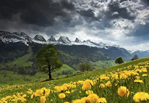 Churfirsten Mountain Range Stampe: View to the Churfirsten mountain range