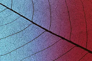 Organic Product Images Stampe: Top view of colored textured leaf