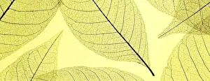 Close Up Leaf Details Stampe: Top view colored translucent leaves