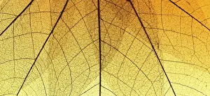 Deserted Lake Landscape Photography Stampe: Top view colored transparent leaf texture