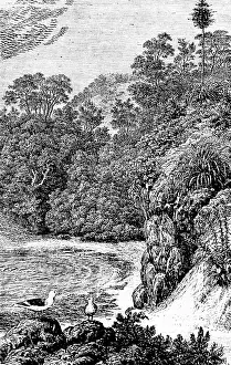 Desert Landscape View Stampe: View of Conception Bay, forest