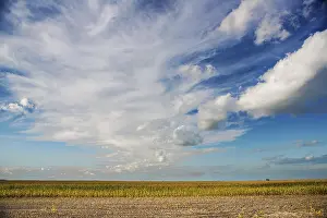 Rural Countryside Scene Stampe: View on corn field