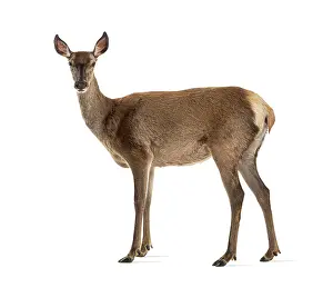 Red Deer Female Stampe: Side view of a doe looking at the camera