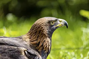 Aquila D'oro Stampe: Viso laterale di un'aquila contro uno sfondo verde.