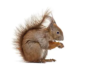 Single Colored Background Picture Stampe: Side view of a Eurasian red squirrel looking at the camera