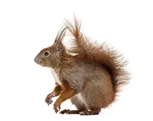 Isolated Animal On White Background Stampe: Side view of a Eurasian red squirrel looking at the camera