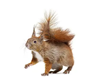 Rodent Animal Photo Stampe: Side view of a Eurasian red squirrel looking at the camera