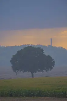 Solitary Tree In Field Stampe: View across fields to a single tree in the evening light during rain