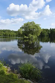 Lake Reflection Photography Stampe: View over a forest lake, reflection