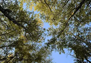 Deciduous Tree View Stampe: View from the bottom up in a forest of silver poplars