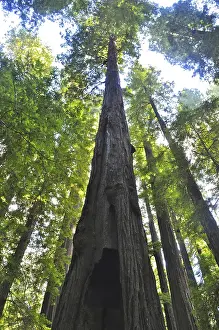 California Nature Reserve Stampe: View from below of an imposing