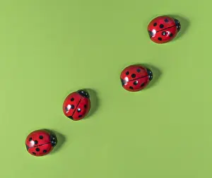 Coccinelle Stampe: Visuale dall'alto di alcune coccinelle su una superficie colorata.