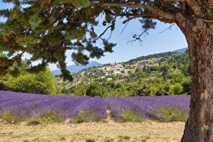Lavender Fields In Provence Stampe: View over lavender fields on Aurel
