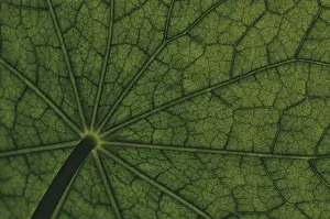 Nasturtium Leaf Surface Stampe: Bottom view of the leaf surface of a nasturtium