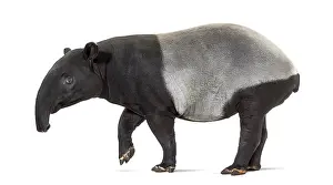 Wild Animal Profile Stampe: Side view of a Malayan tapir walking