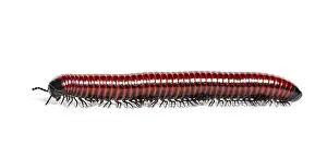 Wild Animal Profile Stampe: Side view of a Millipede crawling