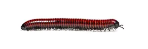 White Background Animal Image Stampe: Side view of a Millipede crawling