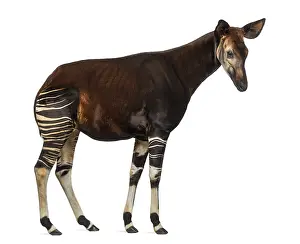 Striped Wild Animal Stampe: Side view of an Okapi standing