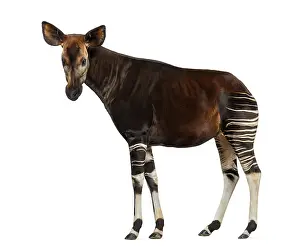 Johnstoni Stampe: Ritratto laterale di un okapi in piedi.