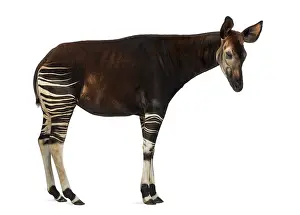 Johnstoni Stampe: Ritratto laterale di un Okapi in piedi.