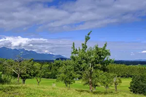 Deciduous Tree Plantation Stampe: View over orchards on Schellenberg